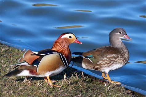 8 Colorful Facts About Mandarin Ducks