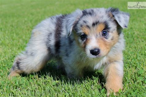 Australian shepherds or aussies are lean, medium, bobtailed dogs and a cowboy favorite for guarding and herding at ranches, rodeos, and horse shows. Lucy: Australian Shepherd puppy for sale near Pittsburgh ...