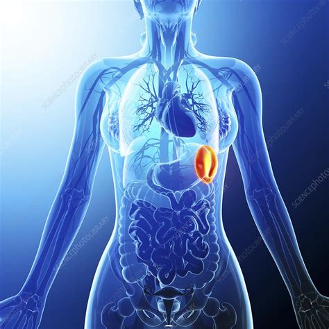 Human Spleen Artwork Stock Image F0087063 Science Photo Library