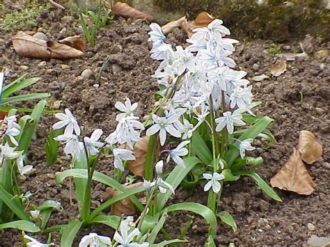 Scilla has most recently been classified as belonging to the family asparagaceae, subfamily scilloideae; Scilla mischtschenkoana - Wikipedia