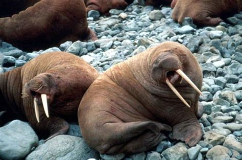 Free Picture Walrus Pair Rocky Beach