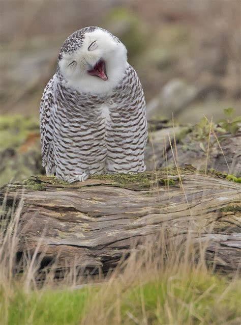 26 Photos Of Beautiful Yawning Animals To Put You To Sleep