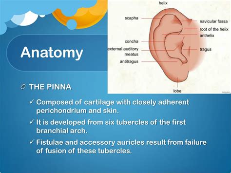 Ppt External Ear Disease Powerpoint Presentation Free Download Id