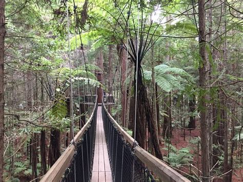 Redwoods Treewalk Rotorua Updated 2020 All You Need To Know Before