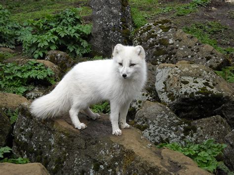 Arctic Fox At The Zoopark In Reykjavik Iceland Rachael Davies Flickr