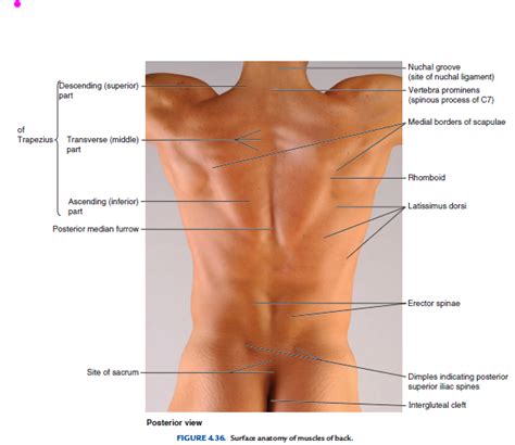 Organs and organ systems represent the highest levels of the body's organization (figure 1). What organs are on the right side of your back? - Quora