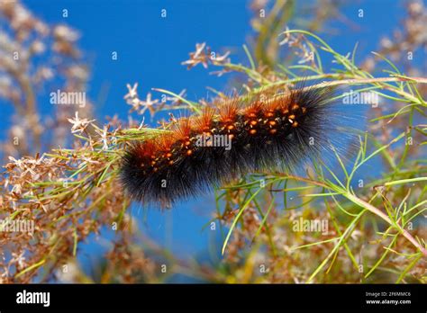 A Saltmarsh Caterpillar Estigmene Acrea Feeding On Salt Marsh Grasses