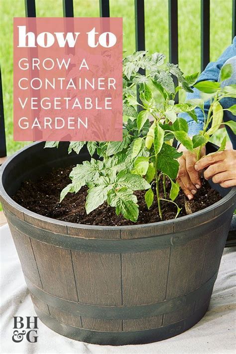 Go Beyond Borders And Grow Vegetables In Containers Growing