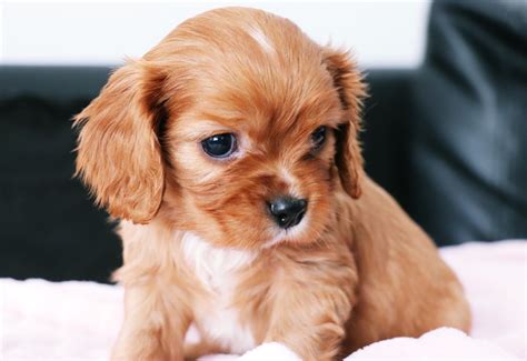 Or use the advanced options below. Stunning cavalier King Charles puppies | Liverpool ...