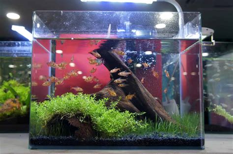 Stocking A Gallon Fish Tank An In Depth Aquarists Guide