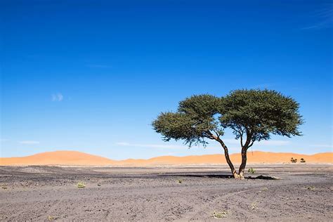 Plants That Grow In The Sahara Desert Worldatlas