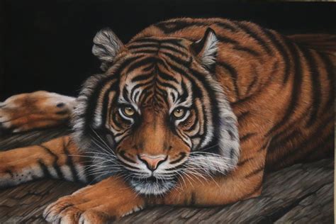 Resting Tiger Pastel Drawing By Tatjana Bril Artfinder