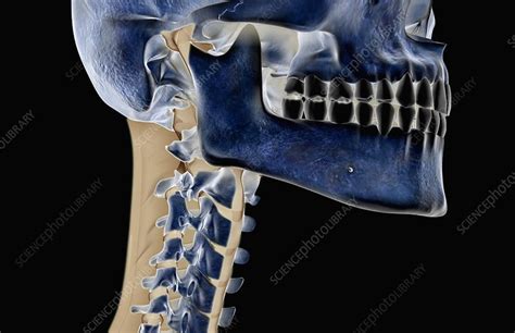 The Ligaments Of The Neck And Head Stock Image C0081235 Science