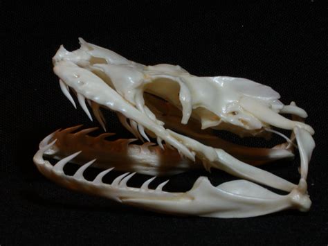 Snake Skull Referencia De Arte Disenos De Unas Huesos