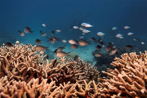 Marine Scientists To Restore Coral Reefs Damaged By Climate Change