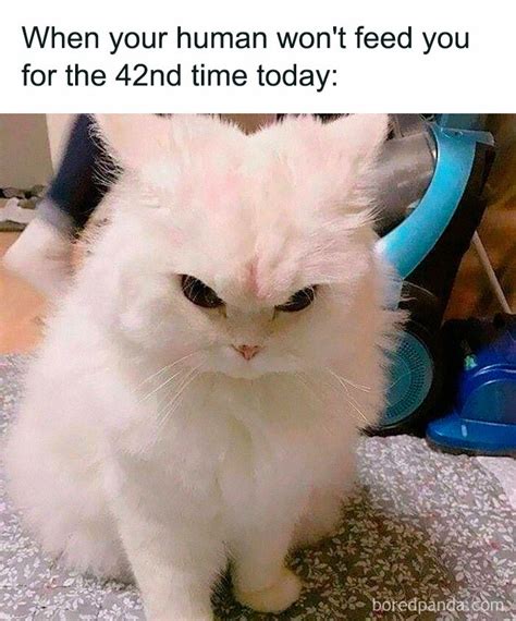 50 Cat Memes Created By People Clearly Living With One Bored Panda