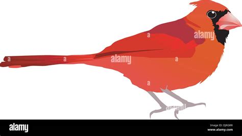 Beautiful Red Bird Vector Eps10 Stock Vector Image And Art Alamy