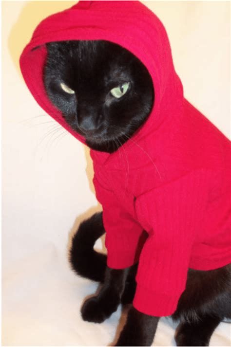 Cats In Hoodies Might Be The Cutest Thing Ever Cat Sweaters Cat