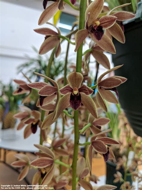 Primary Hybrids — Cymbidium Orchid Society Of Victoria
