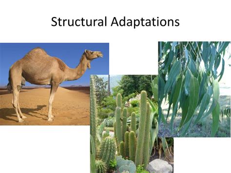Ppt Adaptations For Survival 1 Powerpoint Presentation Free Download