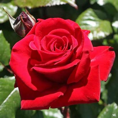 Bergman Ingrid Rose Rosa Plants Acres Hybrid