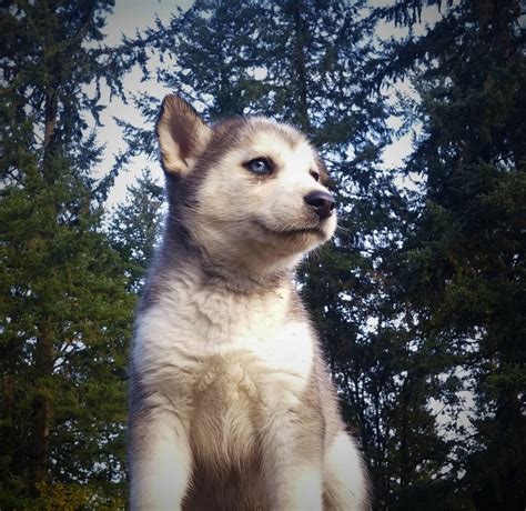 However, one hereditary condition which affects alaskan husky dogs, but not siberians, is alaskan husky encephalopathy (ahe). Alaskan Husky Puppies For Sale | Molalla, OR #284922