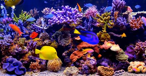 Best Aquarium Screensaver Rassources