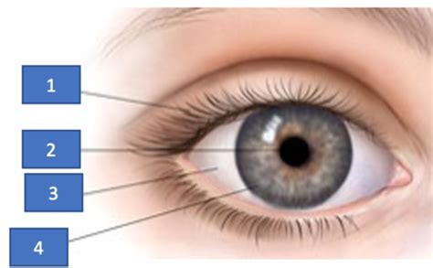 Eye Anatomy Flashcards Quizlet