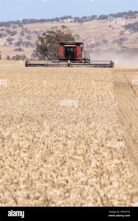 Wheat Being Harvested Stock Photo Alamy