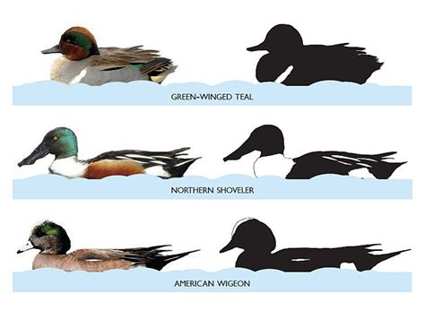 A Beginners Guide To Duck Identification — Madison Audubon