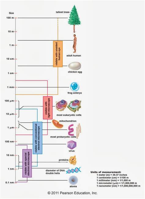 For each cell named, state its function. Day 5 & 6 Organelles - David Bird Science