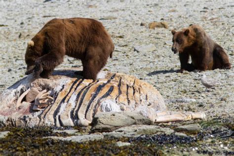 Honour Amongst Bears Watch A Grizzly Fight As A Mother Bear And Cub