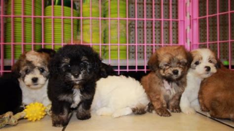 Adorable Havachon Puppies For Sale Georgia Local Breeders