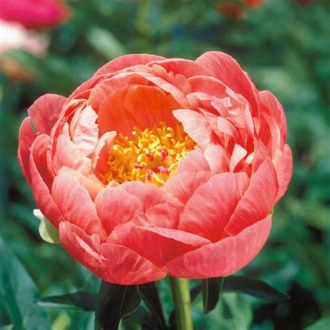 Coral Charm Peony From Park Seed