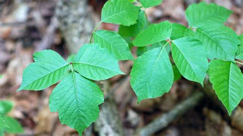 What To Do If You Encounter Poison Ivy Ohio State Medical Center