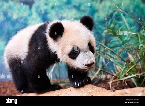 Portrait Of Giant Panda Cub Ailuropoda Melanoleuca Captive Yuan Meng