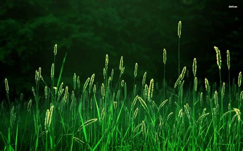 Green Grass Wallpapers Top Free Green Grass Backgrounds Wallpaperaccess