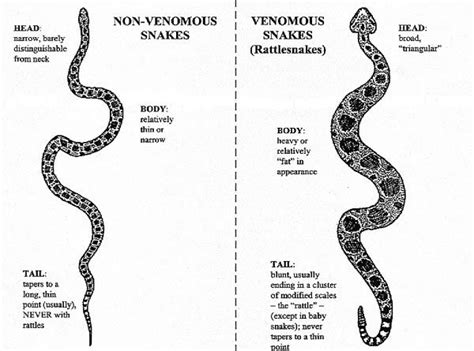 Venomous Versus Non Venomous Snakes Cajun Encounters Tour Company