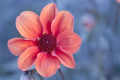 Pink Petaled Flower In Close Up Photo Dahlia Blossom Bloom Flower