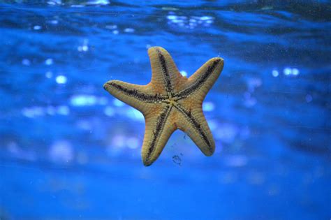 Why We Should Not Lift Starfish Out Of The Water Its Fatal