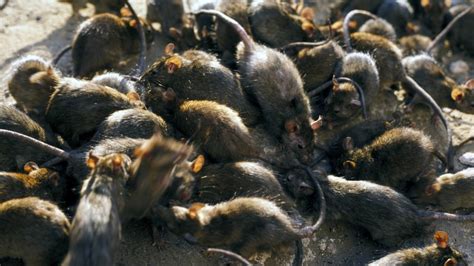 Starving And Cannibalistic Americas Rats Getting Desperate Amid