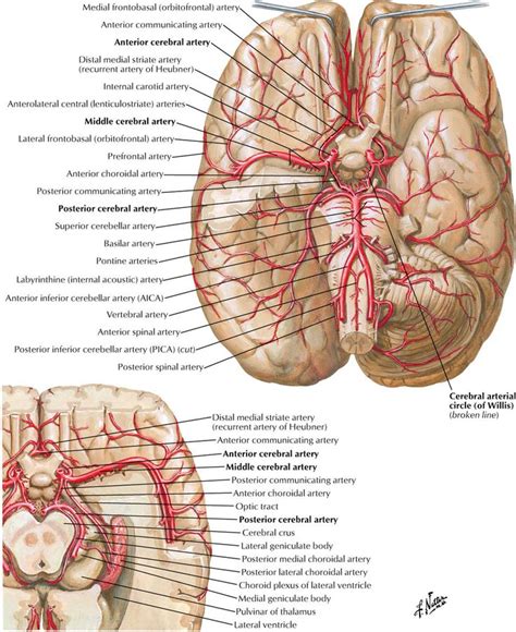 Cerebral Arteries Brain Anatomy Anatomy Medical Anatomy