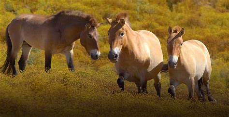 Przewalskis Horse San Diego Zoo Institute For Conservation Research