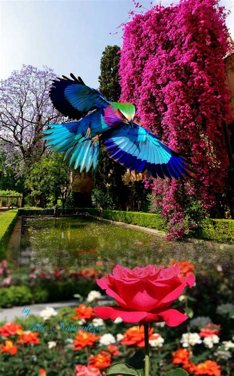pin de mihir roy en beautiful picture aves de colores arboles de colores pajaros y flores