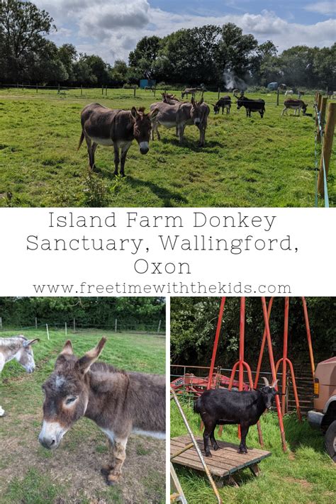 Island Farm Donkey Sanctuary Review Free Time With The Kids