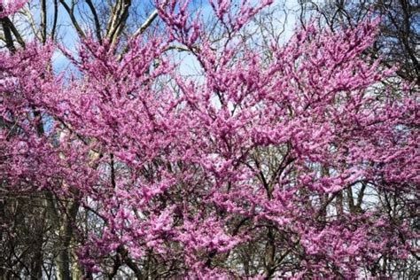 10 Most Common Flowering Trees In San Diego Tree Service