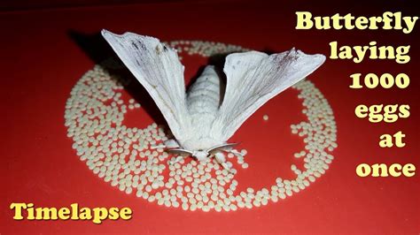Single Moth Goes Crazy On Laying 1000 Eggs Silkworm Cocoon