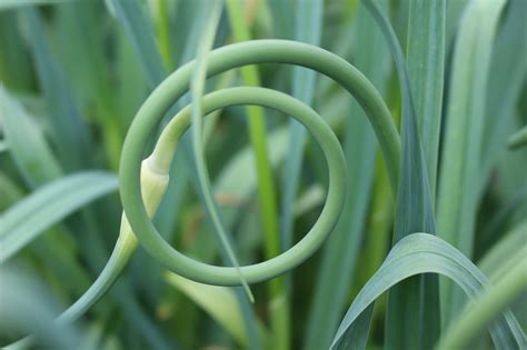 Marblemount Homestead How To Ferment And Use Garlic Scapes