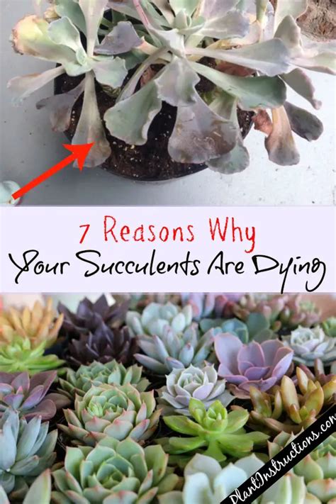 7 Reasons Why Your Succulents Are Dying Plant Instructions