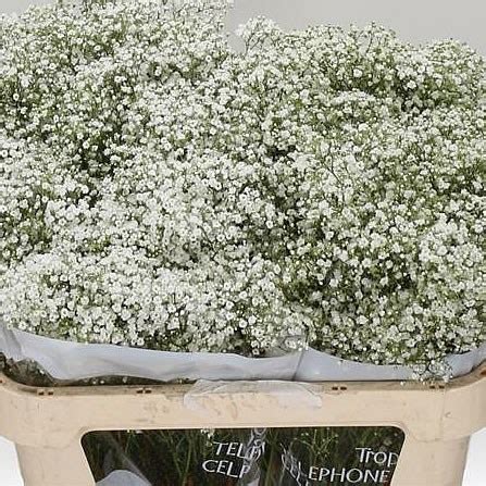 Gypsophila Million Star Cm Gm Wholesale Dutch Flowers Florist